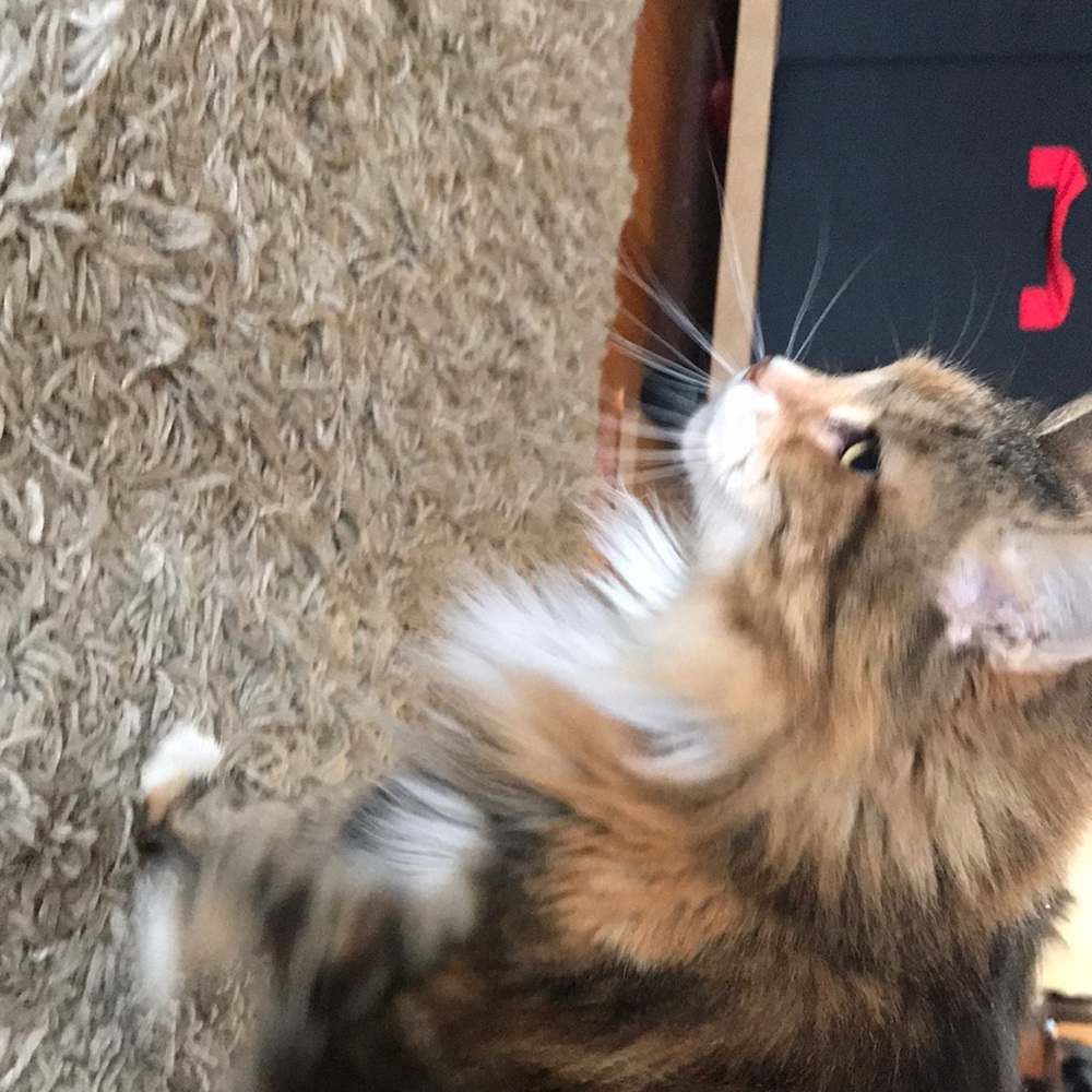 Meet your Posher, Lisa